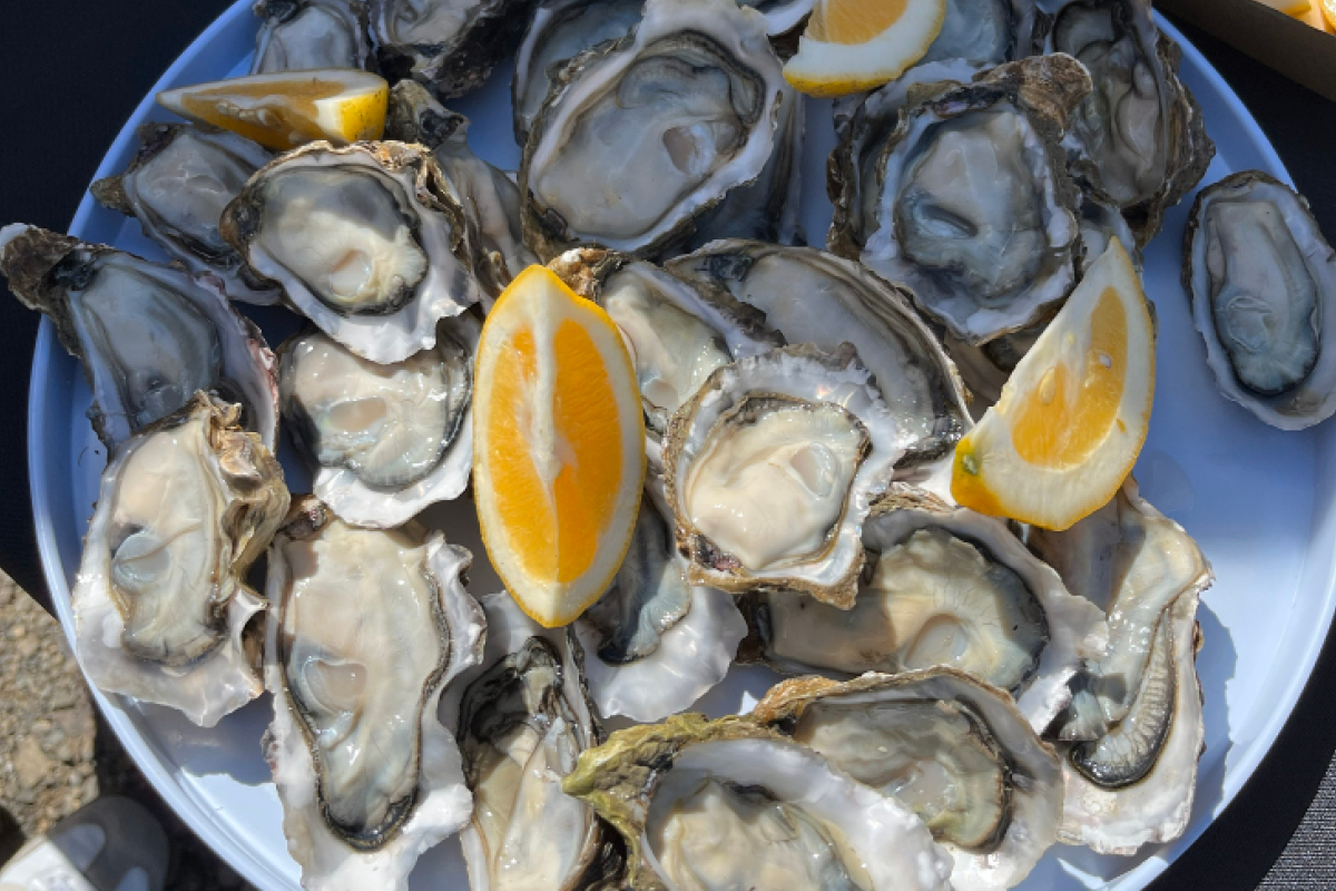 Shucked_&_Poured_Ōhiwa_OystersxMata_Beer_Tio_Ōhiwa_Flavours_of_Plenty_Festival_2026